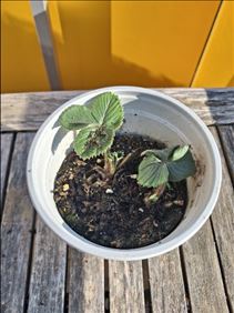 Abbildung: Junge Erdbeerpflanze