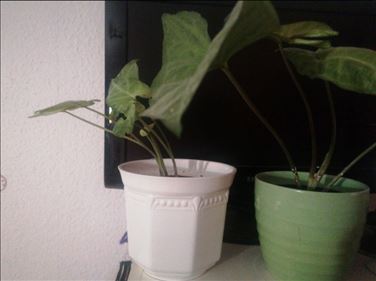 Abbildung: 1 Zimmerpflanze immer grün c 25 30 cm hoch pflegeleicht 