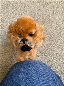 Abbildung: Alter Steiff Hund 