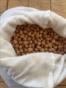 Abbildung: Kirschkerne, getrocknet 