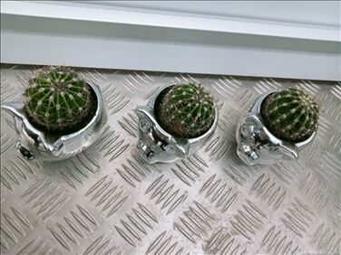 Abbildung: Mini-Kakteen (D: 5 cm/H: 5 cm) im Deco-Topf 