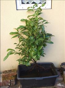 Abbildung: Kirschlorbeer