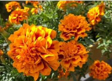 Abbildung: Tagetes-Samen, Studentenblumen-Samen aus 2025