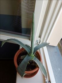 Abbildung: Agave 