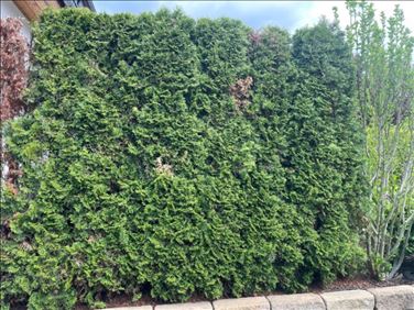 Abbildung: 6 Thuja Bäume zu verschenken 