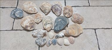 Abbildung: Muscheln 