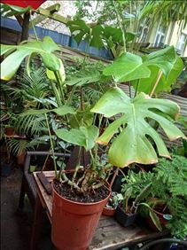 Abbildung: Tausche gesunde u wüchsige Monstera gg Kaffee