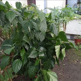 Abbildung: Tausche herrlichen Hibiskus Indoor geg Kaffee